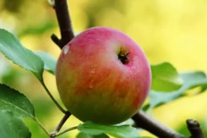 Lee más sobre el artículo Mira 5 frutas que te ayudan a depurar el colon!