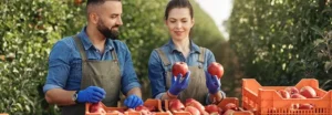 Read more about the article Aseptic Fruit Puree: Production and Applications in Food