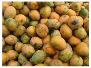 Lee más sobre el artículo El Mango trae muchos beneficios, revísalos!