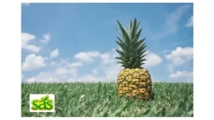 Lee más sobre el artículo Crees que las pulpas de fruta se hacen confrutas en mal estado? ¡Lee la verdad!