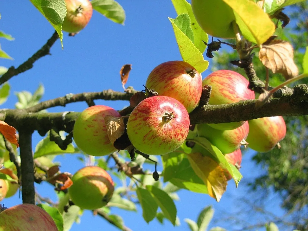 Lee más sobre el artículo Revisemos los beneficios de la Manzana!