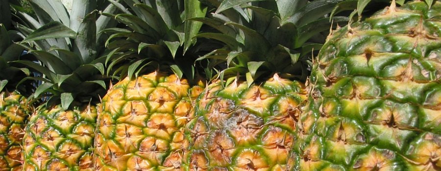 Lee más sobre el artículo Sabías lo buena que es la Piña? Lee más!