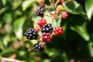 Lee más sobre el artículo ¿Te gusta el jugo de mora? … mira algunas de sus propiedades!