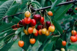 Lee más sobre el artículo Frutas y salud … ¡buena relación!