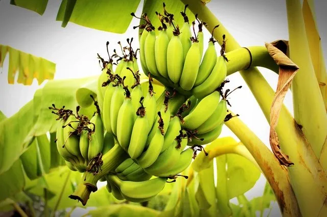 Lee más sobre el artículo ¿Qué sabes del cultivo de fruta en Colombia?