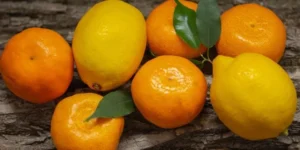 Lee más sobre el artículo Frutas cítricas: sabor y aplicación en la industria alimentaria