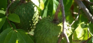 Lee más sobre el artículo ¡Mira beneficios de consumir Guanábana!