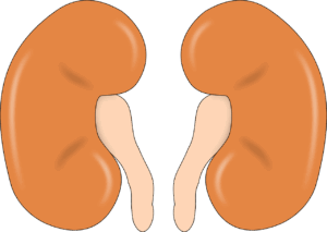 Lee más sobre el artículo Estás cuidando tus riñones? Mira jugos que ayudan!