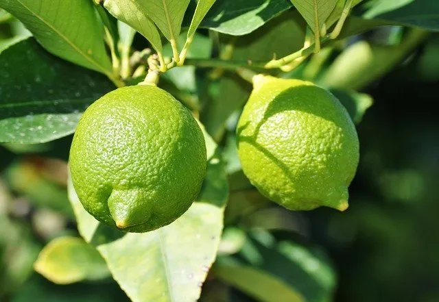 Lee más sobre el artículo ¿Agua tibia con limón en ayunas? … una buena práctica!