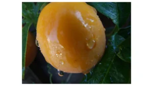 Lee más sobre el artículo Maracuyá, fruta maravillosa. Lee y aprende!