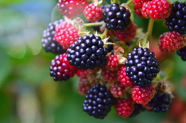 Lee más sobre el artículo Las Moras nos traen muchos beneficios: ¡Mira algunos!