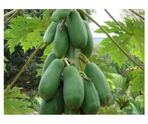 Lee más sobre el artículo Frutas anti edad? Lee y entérate!