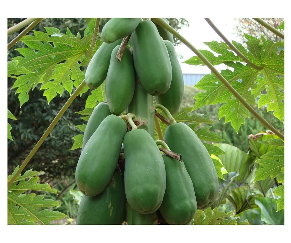 Lee más sobre el artículo Frutas anti edad? Lee y entérate!