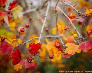 Lee más sobre el artículo ¿Frutas para el día de la madre? Mira 5 recetas