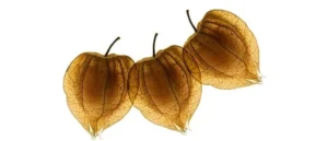 Lee más sobre el artículo Producir más fruta en Colombia?