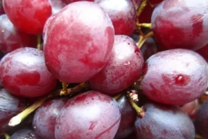 Lee más sobre el artículo Crees que la fruta está cara? Mira éstas!